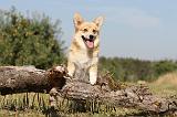 CORGI PEMBROKE 179